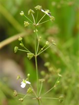 Частуха подорожниковая, водный подорожник – Alisma plantago-aquatica L. (3)