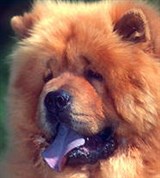 Чау-чау (крупный план)