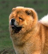 Чау-чау (рыжий)