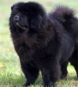 Чау-чау (черный)