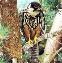 Чеглок (Falco subbuteo)