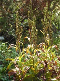 Чемерица белая – Veratrum album L. (1)