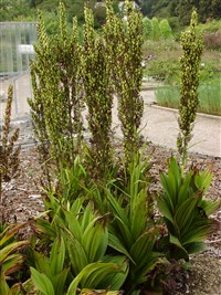 Чемерица черная – Veratrum nigrum L.