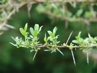 Чемыш серебристый – Halimodendron halodendron (Pall.) Voiss.