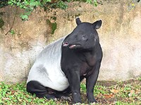 Чепрачный тапир (Tapirus indicus)