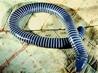 Червяги (Червяга вида Syphonops annulatus)