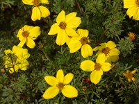 Череда золотистая – Bidens aurea (Ait.) Sherff.