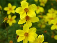 Череда мелкопильчатая – Bidens serrulata (Poir) Desf