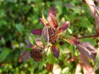 Череда трехраздельная – Bidens tripartita L.