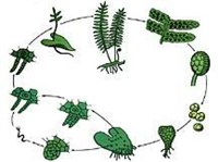 Чередование поколений