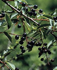 Черемуха (ягоды)