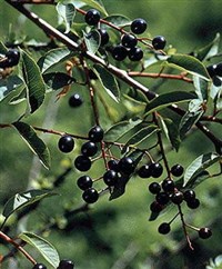 Черемуха [кулинария]