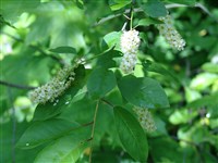 Черемуха виргинская – Padus virginiana L. (1)