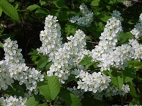 Черемуха кистевая, обыкновенная – Padus racemosa Lam.