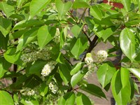 Черемуха поздняя – Padus serotina Ehrh. (1)