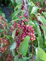 Черемуха поздняя – Padus serotina Ehrh. (2)