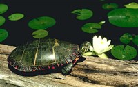 Черепахи (расписная)