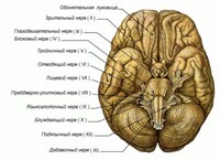 Черепные нервы (схема)