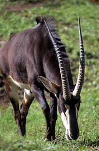 Черная антилопа (Hippotragus niger)