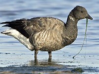 Черная казарка