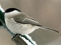 Черноголовая гаичка (Parus palustris)