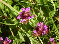 Черноголовка обыкновенная – Prunella vulgaris L. (1)