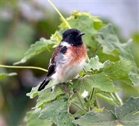 Черноголовый чекан (Saxicola torquata)