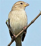 Черногрудый воробей (самка)