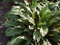 Чернокорень лекарственный – Cynoglossum officinale L.