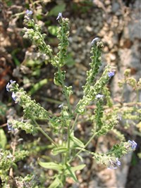 Чернокорень приятный, китайская незабудка – Cynoglossum amabile Stapf. & J.R.Drumm.