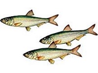 Черноморско-Азовская тюлька (рисунок)