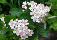 Черноплодная Рябина (соцветия)