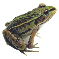 Чернопятнистая лягушка (Rana nigromaculata)