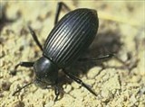 Чернотелки (жук-чернотелка)