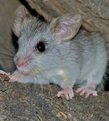 Чернохвостая крыса (молодая чернохвостая крыса)