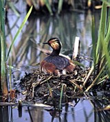 Черношейная поганка (Podiceps nigricollis)