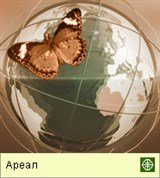 Черный амурский лещ (ареал)