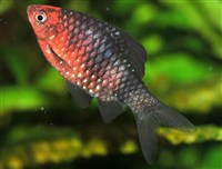 Черный барбус (Barbus nigrofasciatus)