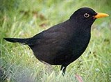 Черный дрозд (самец)