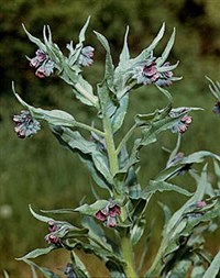 Черный корень