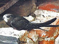 Черный стриж (Apus apus)