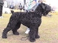 Черный терьер