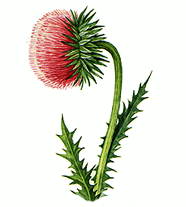 Чертополох