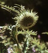 Чертополох (фото)