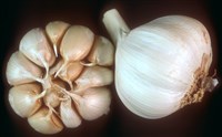 Чеснок квашеный