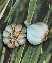 Чеснок посевной