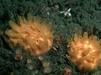 Четырехлучевые губки (Четырехлучевые губки)