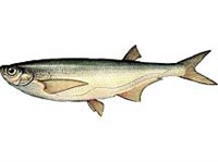 Чехонь (рисунок)