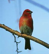 Чечевицы (большая)