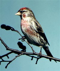 Чечетка (птица)